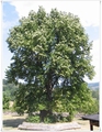 Lipa, Tilia cordata 50+cm