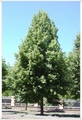 Tilia cordata 200 cm