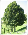 Lipa, Tilia cordata, mirisna 150-200cm 3 god, 3 lit posuda