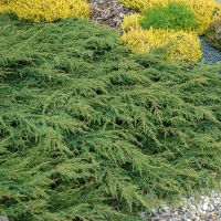 Smreka puzajuća 'Green Carpet' 20-25cm