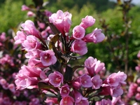 Weigela Florida Nana Purpurea 15l