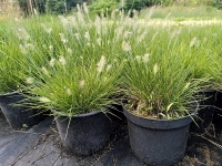 Pannisetum a. Little Bunny' 3L