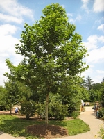 Platanus acerifolia 100+cm