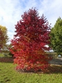 Liquidambar styracifua 300cm