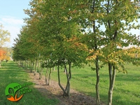 Carpinus betulus