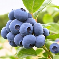 Američka Borovnica 'Megas Blue' 4lit in-vitro