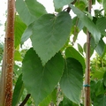 Betula 'Jacquemontii' 3L