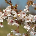 Japanska trešnja KOJOU-NO-MAI