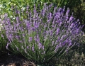 Lavanda DWARF BLUE