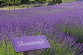 Lavanda MUNSTEAD 1,5 lit.