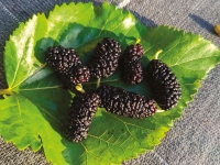 Dud crni Milanowek (Morus nigra) 1L – in vitro sadnica CZ