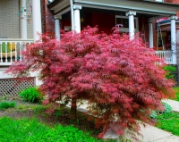 Acer 'Crimson Princes' 200cm