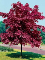 Acer 'Crimson King' 250/150cm 65L