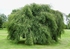 Betula 