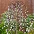 Salix Carpea 