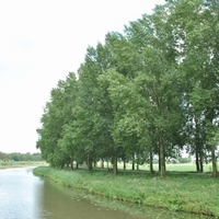Populus х euramericana I-214 80/120 cm