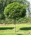 Catalpa bignonoides 'Nana'