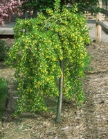 Caragana arbor. 