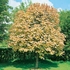 Acer pseudoplatanus 80+