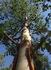 Betula 'Fascination' 3L