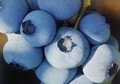 Američka Borovnica 'Blue Crop' 2lit