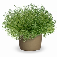 Timijan - Thymus vulgaris 1,5L