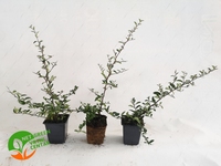 Pyracantha Soleil D'or' 25L 150-200cm