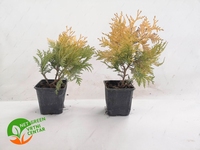 Thuja Occidentalis Sunkist 2lit
