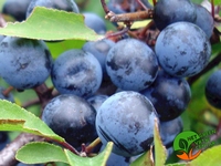 Prunus Spinosa - Trnina posuda 2 lit