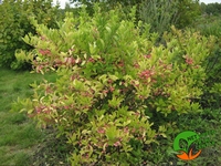 Euonymus europeaus - Obična kurika