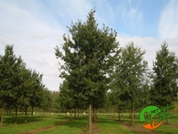 Quercus robur - Hrast lužnjak 50-80 cm