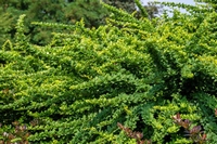 Berberis Vulgaris 1,5l