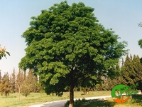 Fraxinus angustifolia 100+cm