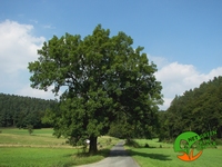 Fraxinus excelsior 50+cm