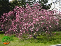 Magnolia soulangeana Rustica Rubra 3L