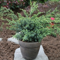 Kineska smreka 'Blue Alps' 20-25cm
