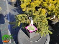 Picea abies 'Procumbens' 10L