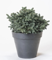 Picea pungens 'Waldbrunn' 5L 20-30cm