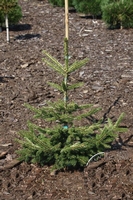 Picea orientalis Silver Seeding 7L 30-40cm