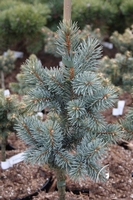 Picea pungens 'Retroflexa' 7L 40-60cm