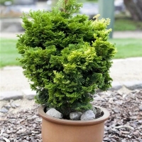 Patuljasti čempres 'Nana Gracilis' 15-20 cm