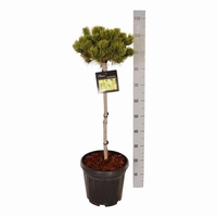 Pinus mugo 'Carsten' na štapu 15L