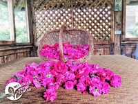 Domaća ruža - Rosa Damascena - Centifolia