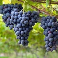 Grožđe - Crno krupno 'Alphonso' 5 lit