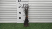 Šipurak 50+cm