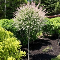 Salix integra 