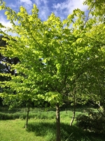 Ulmus Glabra / Gorski brijest 100+