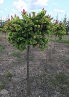 Picea abies 'Push' na štapu 90-110cm/o 65-85cm