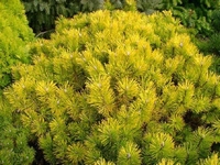 Pinus mugo 'Orange Glow' 20lit 40-50cm