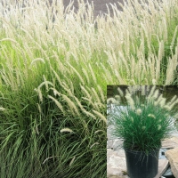 Pannisetum alopecuroides 3L